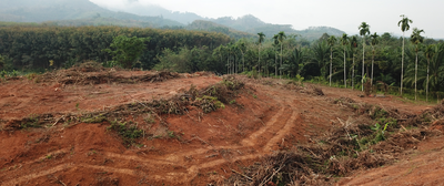 Deforestation and impacts on our health and nature